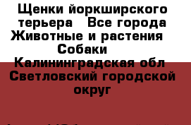 Щенки йоркширского терьера - Все города Животные и растения » Собаки   . Калининградская обл.,Светловский городской округ 